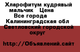 Хларофитум кудрявый мальчик › Цена ­ 30 - Все города  »    . Калининградская обл.,Светловский городской округ 